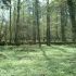 Parcul National Bialowieza, Polonia 